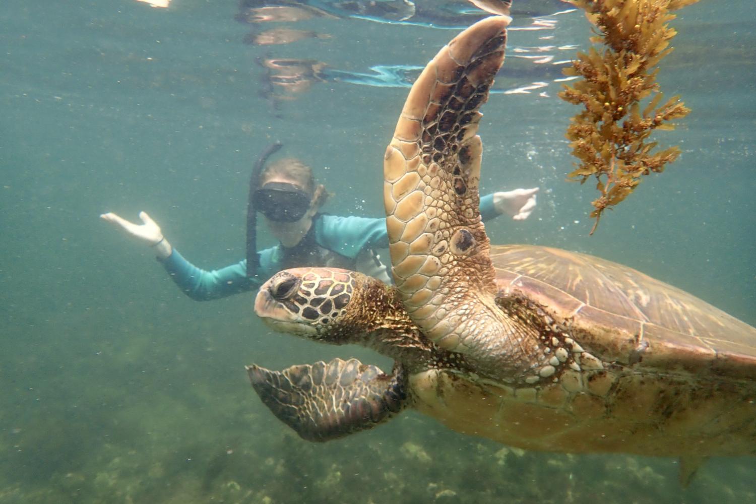 一名<a href='http://qjvu.ngskmc-eis.net'>bv伟德ios下载</a>学生在Galápagos群岛游学途中与一只巨龟游泳.